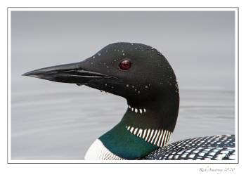 common loon 1g copy2.jpg